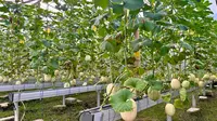 Cara Petani Klaten Panen Melon Agar Kualitasnya Tetap Terjaga