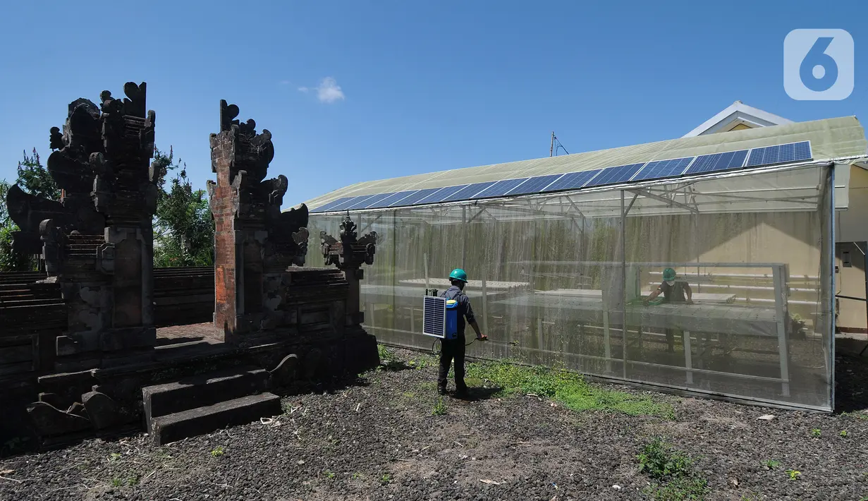 Pekerja menyiram tanaman dengan sumber energi dari solar cell di Pembangkit Listrik Tenga Surya (PLTS) 1 MWp, Bangli, Bali, Selasa (31/8/2021). Selain menjual listrik ke PLN, PLTS 1 MWp ini mengembangkan sistem pertanian hidroponik dengan sumber listrik dari tenaga surya. (merdeka.com/Arie Basuki)