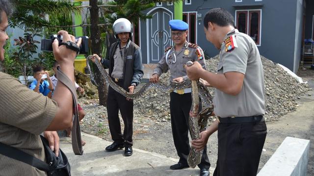 Polisi Nekat Taklukkan Ular Piton Nakal di Makassar