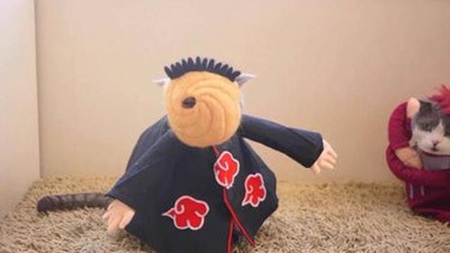 6 Potret Kucing Berdandan Bak Karakter Anime Naruto, Bikin Gemas