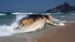 Paus bungkuk ditemukan mati dan terdampar di tepi pantai Ipanema, Rio de Janeiro, Brasil, Rabu (15/11). Ahli Biologi Laut, Rafael Carvalho mengatakan bahwa paus tersebut tampaknya telah mati berhari-hari. (AFP PHOTO / Leo Correa)