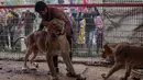 Singa terlihat di kandangnya di kebun binatang di Rafah, Jalur Gaza Selatan, pada 2 Januari 2024. (Foto: AFP)