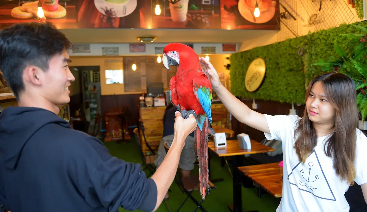 Foto pada 18 Agustus 2018 menunjukkan sepasang pengunjung bermain dengan burung beo di Reptile Cafe, Phnom Penh, Kamboja. Kafe ini tak hanya menyediakan'reptil, karena ada juga hewan yang ramah seperti burung paruh bengkok.  (AFP/TANG CHHIN Sothy)