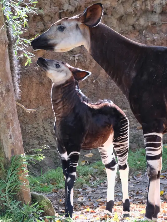 Bayi betina okapi dan induknya memakan daun di dalam kandang Kebun Binatang Los Angeles, Selasa (23/1). Okapi merupakan mamalia Afrika yang kulitnya menyerupai zebra di bagian kaki dan spesies hewan ini juga dekat dengan jerapah. (AP Photo/Richard Vogel)