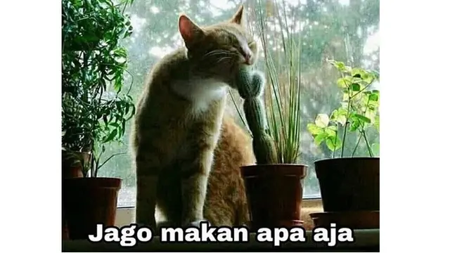 Kucing Oranye (Sumber: Instagram/meme.comik.indonesia)