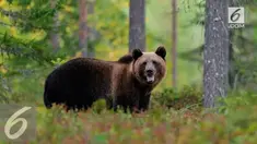Seekor beruang menyerang dan menggigit seorang pengunjung taman safari di China. 