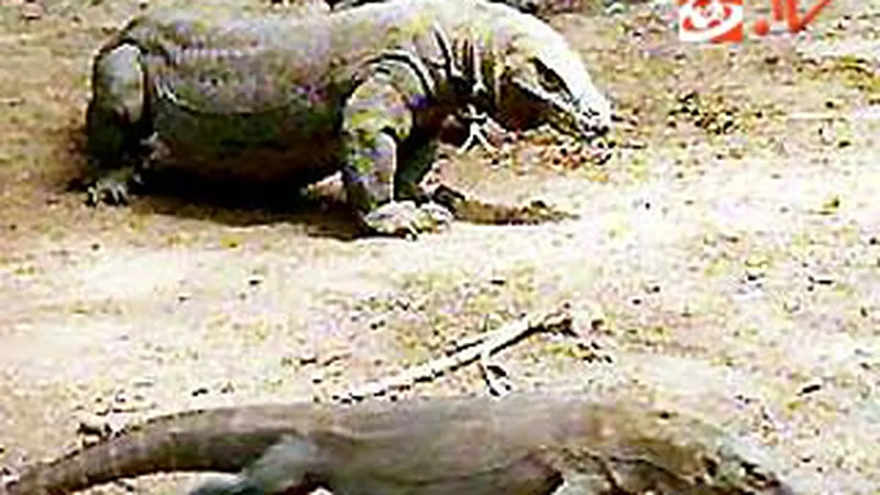 101231akomodo.jpg