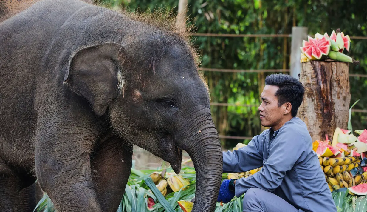 Diperingati kali pertama pada 12 Agustus 2012, Hari Gajah Sedunia ditujukan untuk menarik perhatian dunia terhadap kondisi darurat gajah di Asia dan Afrika. (AP Photo/Firdia Lisnawati)