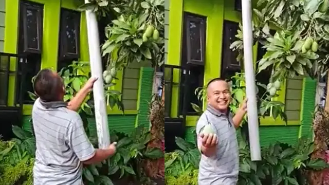 Cara unik seorang bapak memetik buah mangga