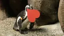 Penguin Afrika memegang kartu valentine berbentuk hati di Akademi Ilmu Pengetahuan California, San Francisco, Rabu (12/2/2020). Penguin secara alami membangun sarang menggunakan kartu ucapan dari bahan itu dan menarik lawan jenis untuk meningkatkan populasi mereka yang terancam punah. (AP/Jeff Chiu)