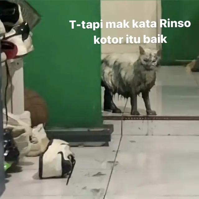 6 Meme Kucing Usai Kecebur Got Kocak, Pemilik Hanya Bisa Elus Dada