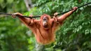 Orangutan bernama Elaine berayun pada tali saat dilepasliarkan di Cagar Alam Hutan Pinus Jantho, Aceh Besar, Selasa (18/6/2019). Balai Konservasi Sumber Daya Alam (BKSDA) Aceh melepasliarkan dua orangutan Sumatera bernama Keupok Rere dan Elaine. (CHAIDEER MAHYUDDIN/AFP)