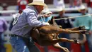 Clint Robinson dari Spanyol Fork, Utah, membalik anak sapi saat tampil di hari ketiga rodeo Calgary Stampede di Alberta, Kanada, (6/7/2014). (REUTERS/Todd Korol)