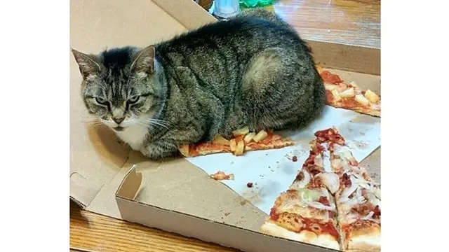 6 Kelakuan Orang Manjain Kucing Ini Bikin Ngakak