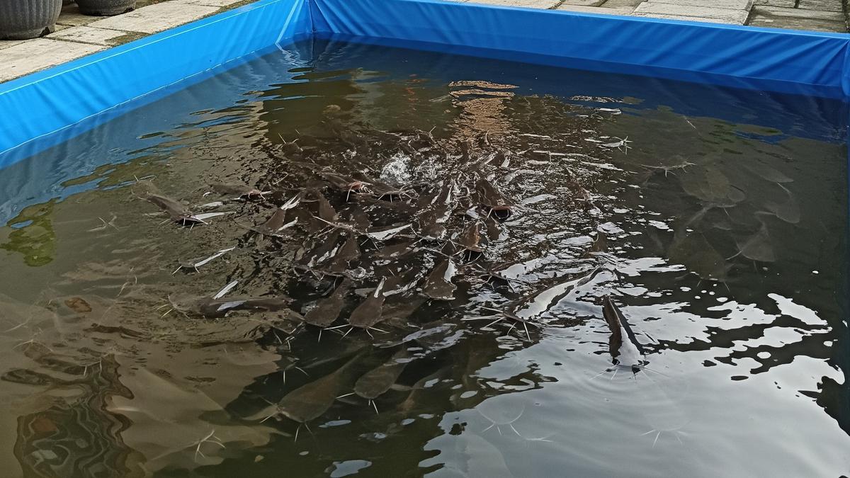 Ternak Lele Bioflok vs Kolam Biasa, Mana yang Lebih Menguntungkan?