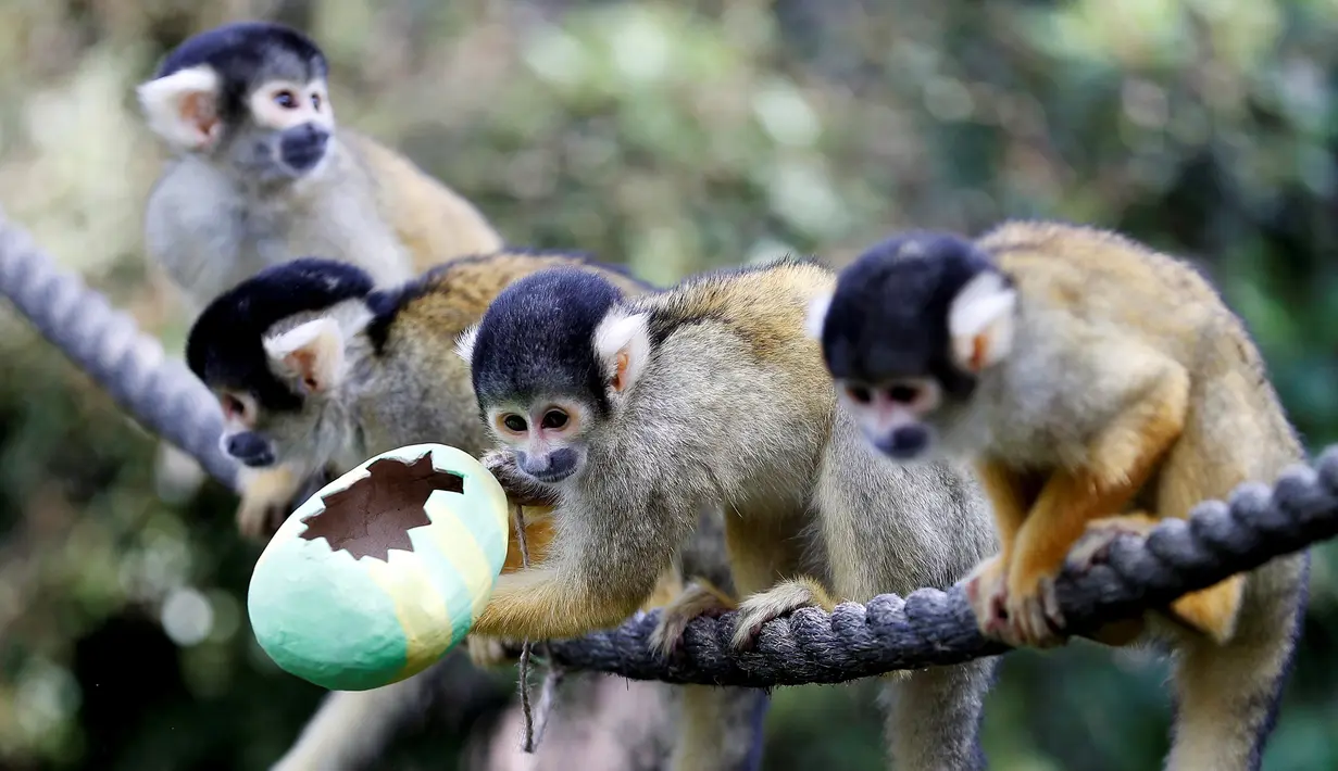 Monyet tupai berbaris saat diberi makan dengan wadah dari telur Paskah yang terbuat dari bubur kertas selama pemotretan di ZSL London Zoo di London, Inggris (18/4). Kebun binatang ZSL London menghadiahkan hewan-hewan peliharaannya makanan dalam kemasan telur Paskah. (Reuters/Peter Nicholls)