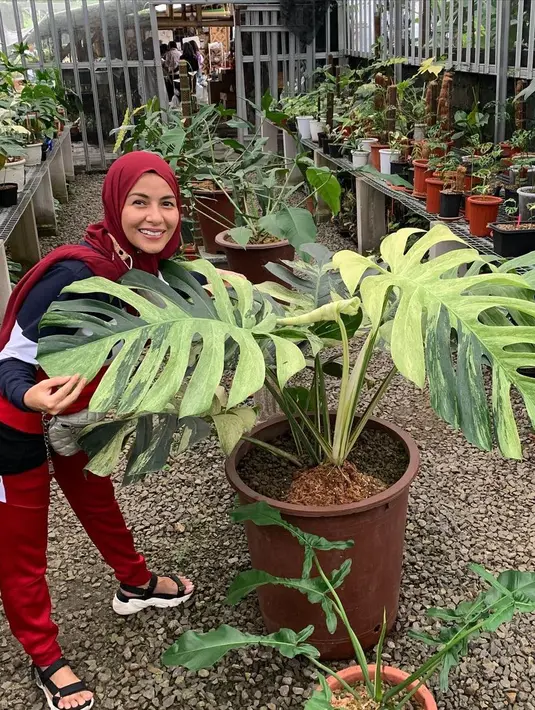 Meisya Siregar, menjadi salah satu artis yang juga gemar merawat tanaman hias. Selama pandemi yang sudah hampir setahun ini, Meisya memilih untuk berkebun saja saat mengisi waktu luang di rumah saja. (Instagram/meisya_siregar)