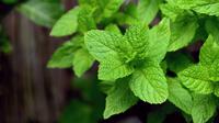 daun mint  (sumber: Pixabay)