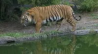 Populasi Baru Harimau yang Terancam Punah Ditemukan di Thailand