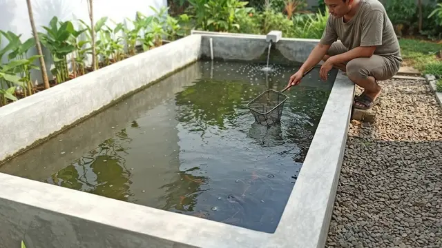 Atur Kolam Lele agar Mudah Dibersihkan dan Dikontrol