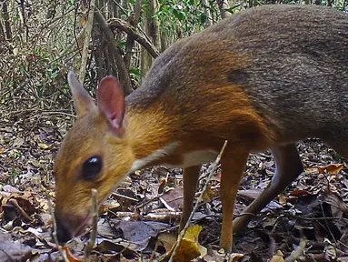 Hewan yang menyerupai perpaduan tikus dan rusa berhasil direkam di sebuah kawasan hutan di tenggara Vietnam. (GLOBAL WILDLIFE CONSERVATION / SOUTHERN INSTITUTE OF ECOLOGY / LEIBNIZ INSTITUTE FOR ZOO AND WILDLIFE RESEARCH / NCNP / AFP)