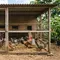 10 Ide Kandang Ayam yang Mudah Dibersihkan Setiap Hari, Bebas Bau