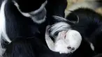 Guereza dewasa memegang bayi guereza yang baru lahir di kebun binatang di Praha, Republik Ceko, Rabu (26/2/2020). Bayi guereza dengan jenis kelamin yang masih belum diketahui tersebut lahir pada 24 Februari 2020. (AP Photo/Petr David Josek)