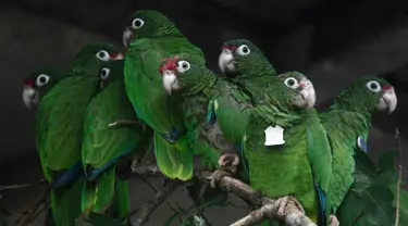 Burung beo Puerto Rico berkumpul di pusat penangkaran di Iguaca Aviary, El Yunque, Puerto Rico, (6/11). Beo Puerto Rico terancam punah setelah lebih dari separuh populasi mereka hilang ketika Badai Maria. (AP Photo/Carlos Giusti)