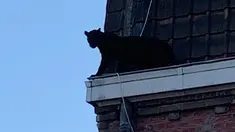 Seekor Black Panther berjalan di sepanjang atap rumah di Armentières, Prancis (19/9/2019). Kemunculan seekor macan kumbang (panther) besar tersebut membuat geger penghuni rumah dan warga. (Photo by HO/Sapeurs-pompiers du Nord/AFP)