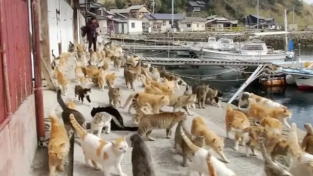 6 Potret Kucing Lagi Kumpul Ramai-Ramai, Jadi Sungkan Lewat