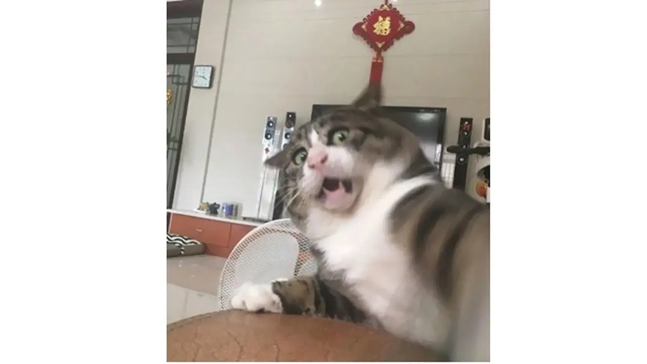 Ekspresi Kucing Ini Viral di Media Sosial