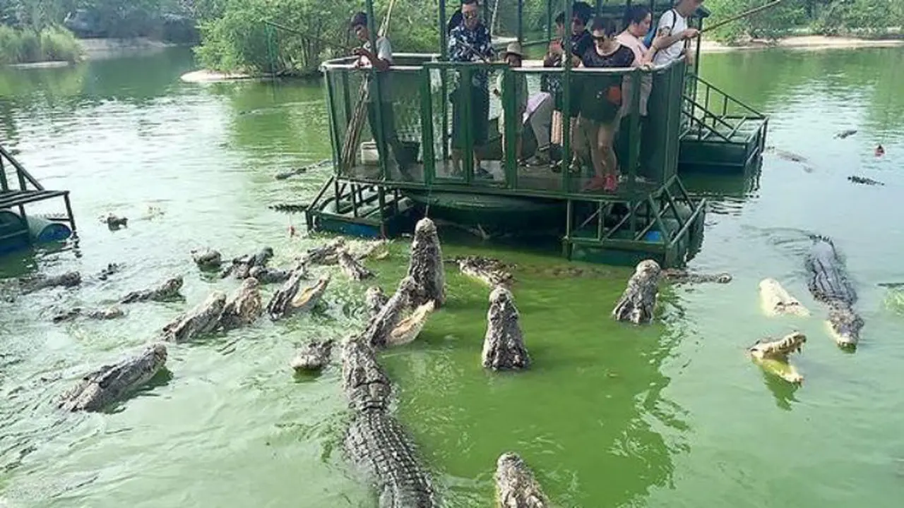buaya, peternakan buaya