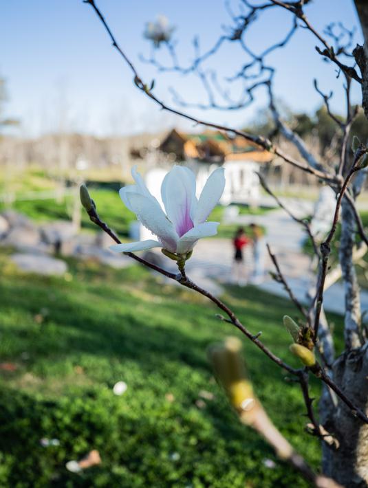 FOTO Menikmati Pemandangan Bunga Magnolia  Bermekaran Saat 