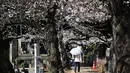Orang-orang berjalan di Pemakaman Yanaka yang dikelilingi oleh pohon sakura di distrik Taito, Tokyo, Jepang (26/3). Memasuki akhir Maret, pohon bunga sakura mulai bermekaran di sejumlah wilayah Jepang. (AFP Photo/Charly Triballeua)