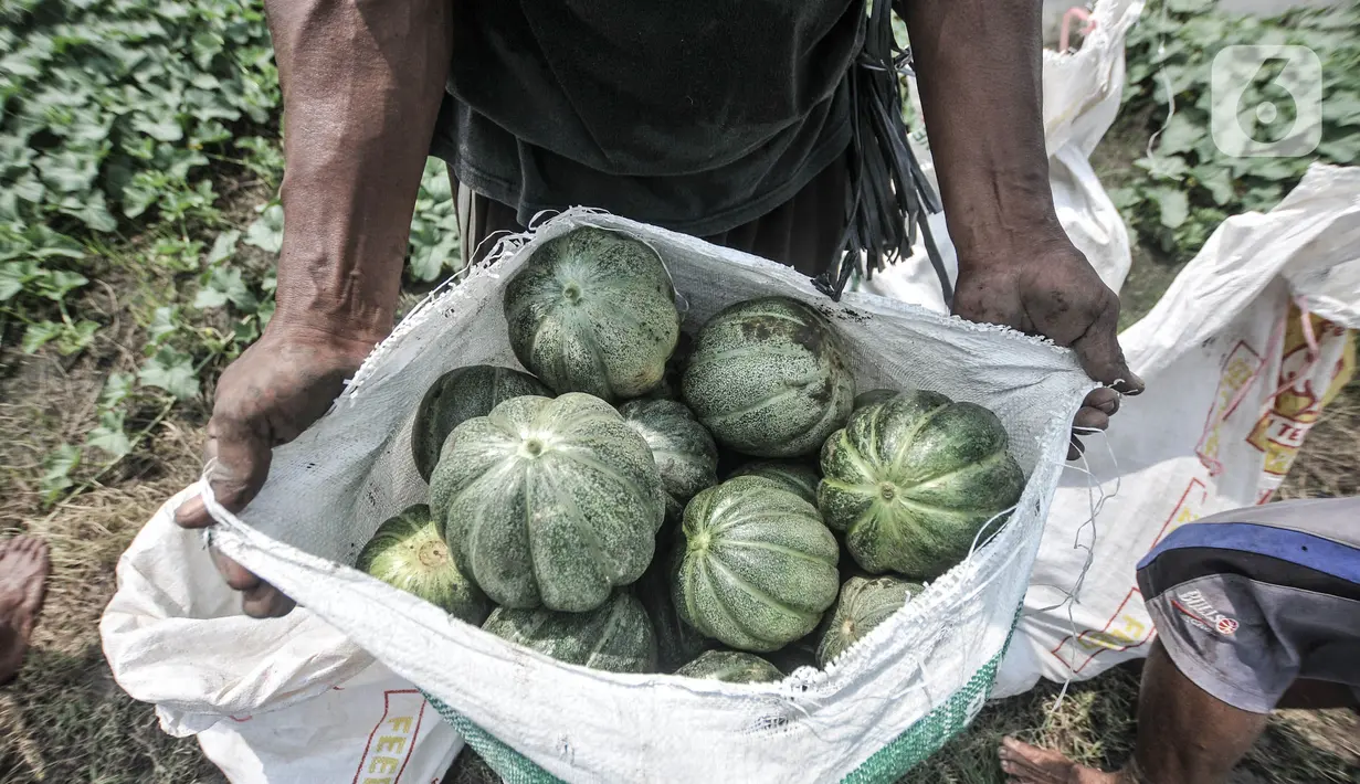Petani menunjukkan blewah di dalam karung di kawasan Babelan, Kabupaten Bekasi, Minggu (18/4/2021). Hampir seluruh petani buah dan sayur di kawasan ini beralih menanam blewah saat bulan Ramadhan karena dinilai sangat menguntungkan.  (merdeka.com/Iqbal S. Nugroho)