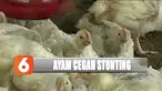Kepala Staf Kepresidenan Moeldoko gagas masyarakat pelihara ayam untuk cegah stunting atau tengkes.