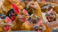 Ayam terlihat di peternakan unggas di Temerloh, Pahang, Malaysia, Selasa (31/5/2022). Perdana Menteri Malaysia Ismail Sabri Yaakob mengatakan pada 23 Mei, Malaysia akan menghentikan ekspor 3,6 juta ayam sebulan mulai 1 Juni dan seterusnya di tengah melonjaknya harga dan kekhawatiran pasokan. (Mohd RASFAN/AFP)