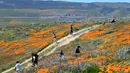Orang-orang mengunjungi ladang poppy di dekat Antelope Valley California Poppy Reserve saat berlangsungnya mekar musim semi tahunan di Lancaster, California, 16 April 2020. Mekarnya poppy tahun ini disiarkan secara langsung lantaran penutupan ladang akibat pandemi Covid-19. (Frederic J. BROWN/AFP)