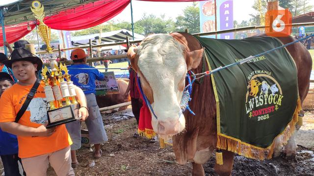 Harga Sapi Simental 2024 Nyaris Rp 100 Juta, Hewan Kurban untuk Idul Adha