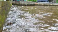 Namanya ikan dewa. Tapi, kekuatannya tak seperti namanya saat terpaksa berenang di air yang terkontaminasi air keruh Sungai Prukut. (Liputan6.com/Muhamad Ridlo)