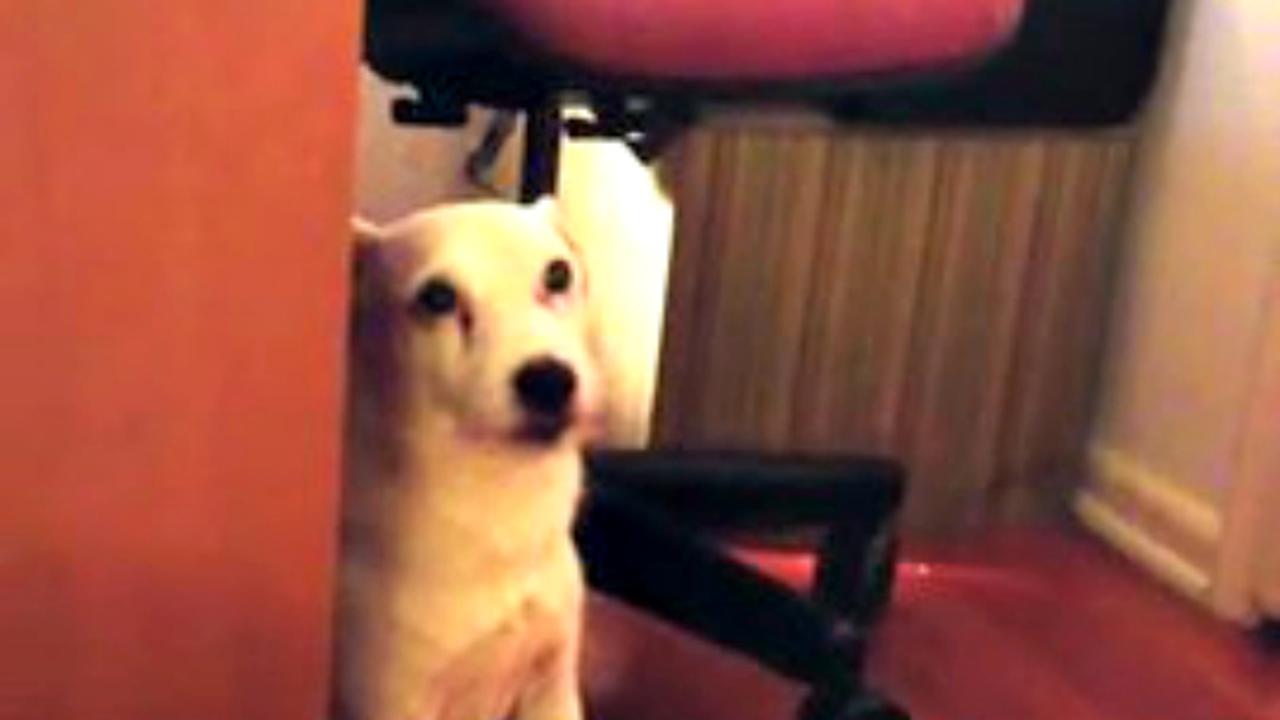 Begini Rupanya Kalau Anjing Merasa Bersalah 