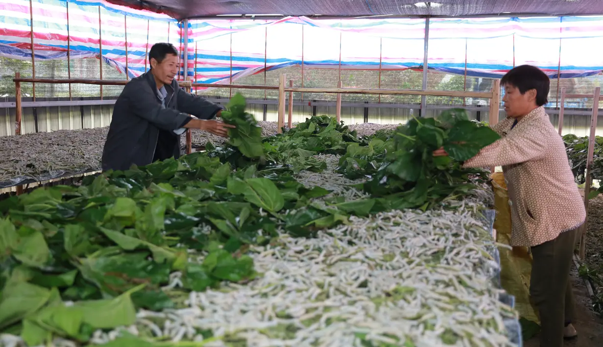 Peternak memberi makan ulat sutra dengan daun murbei di Desa Xidong, Kaihua, Provinsi Zhejiang, China, 21 Oktober 2020. Pada akhir 2020, produksi sutra di desa tersebut diperkirakan mencapai 22.500 kilogram, yang dapat meningkatkan pendapatan peternak hampir 1 juta yuan (1 yuan = Rp2.199). (Xinhua)