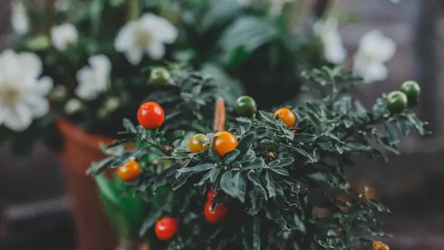 Ilustrasi menanam tomat (sumber: Unsplash)