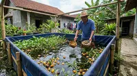 Cara Budidaya Keong Mas di Kolam Terpal untuk Pemula, Panduan Lengkap