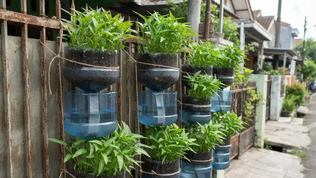 Ide Galon Bekas Jadi Pot Kangkung Gantung di Pagar Rumah