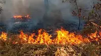 Warga Diminta Cegah Kebakaran Hutan, Begini Caranya