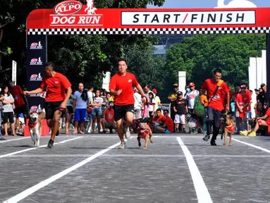 Serunya Lomba Lari Pemilik dan Anjingnya 
