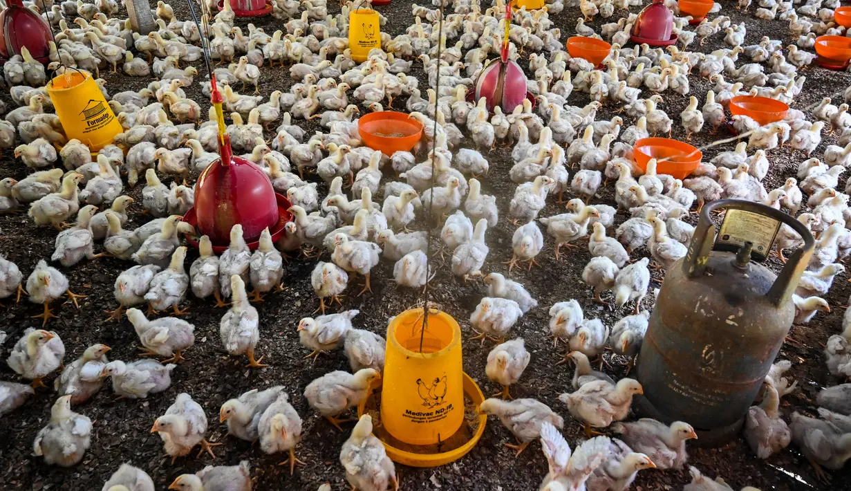 Anak ayam terlihat di sebuah peternakan unggas selama pemeriksaan yang dilakukan oleh pegawai pemerintah untuk memeriksa tanda-tanda infeksi flu burung di Darul Imarah, Kabupaten Aceh Besar, Provinsi Aceh, Kamis (2/32023). Dinas Peternakan Provinsi Aceh melakukan disinfektan, pemeriksaan kesehatan, dan monitoring ke sejumlah usaha peternak unggas dalam upaya pencegahan flu burung. (CHAIDEER MAHYUDDIN/AFP)