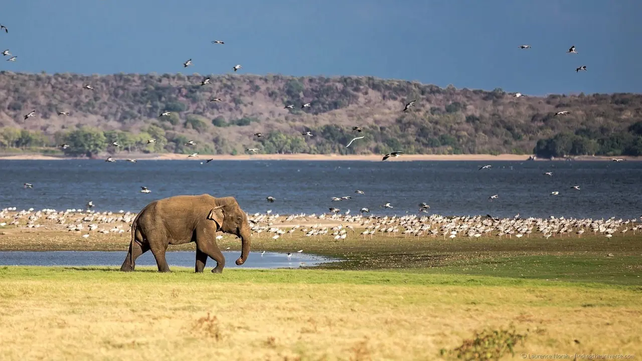 [Bintang] Sri Lanka
