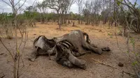 Bangkai gajah yang mati karena kekeringan tergeletak di Taman Nasional Hwange, Zimbabwe, Selasa (12/11/2019). Lebih dari 200 gajah di Taman Nasional Hwange mati akibat kekeringan. (ZINYANGE AUNTONY/AFP)